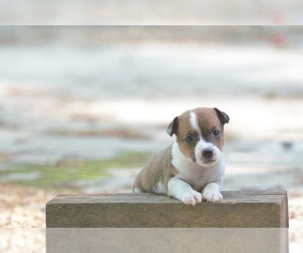 Medium Photo #5 Australian Shepherd-Jack Russell Terrier Mix Puppy For Sale in ORRVILLE, OH, USA