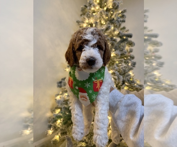 Medium Photo #3 Goldendoodle mix (+ Poodle Miniature) Puppy For Sale in BRONX, NY, USA