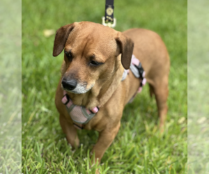 Maple - Female Dachshund-Unknown Mix Dog for Adoption - Photo #5