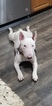 Small Photo #39 Bull Terrier Puppy For Sale in JACKSON, MI, USA