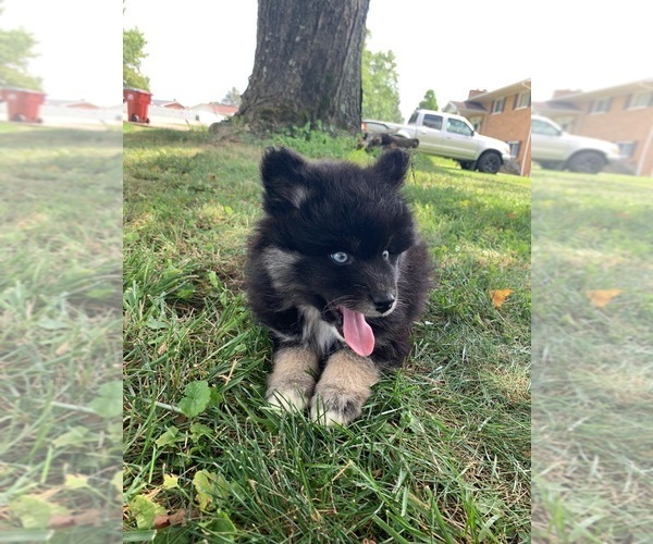 Medium Photo #1 Pomsky Puppy For Sale in WHEELERSBURG, OH, USA