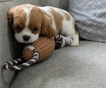 Small #4 Cavalier King Charles Spaniel