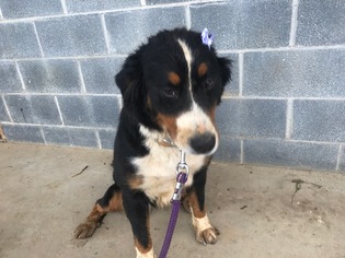 Bernese Mountain Dog Puppy for sale in PEACH BOTTOM, PA, USA
