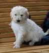 Small Photo #5 Goldendoodle Puppy For Sale in ARCHBOLD, OH, USA