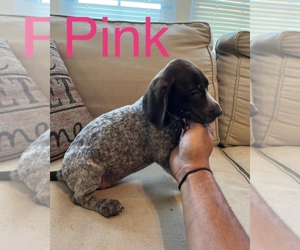 Medium Photo #6 German Shorthaired Pointer Puppy For Sale in CONWAY, SC, USA