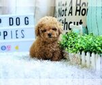 Small Photo #4 Poodle (Miniature) Puppy For Sale in FULLERTON, CA, USA