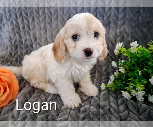 Medium Photo #5 Cavachon Puppy For Sale in STANLEY, WI, USA