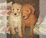 Small Photo #20 Goldendoodle Puppy For Sale in LINCOLN, AL, USA