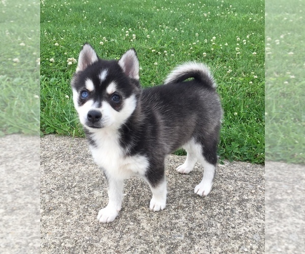 Medium Photo #13 Alaskan Klee Kai Puppy For Sale in WINCHESTER, OH, USA