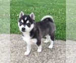 Small Photo #13 Alaskan Klee Kai Puppy For Sale in WINCHESTER, OH, USA