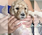 Small Photo #2 Goldendoodle-Poodle (Standard) Mix Puppy For Sale in CLINTON TOWNSHIP, MI, USA