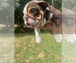 Puppy Puppy 7 Bulldog