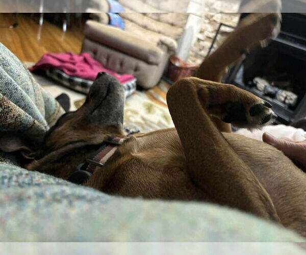 Medium Photo #3 Mutt Puppy For Sale in Springdale, PA, USA