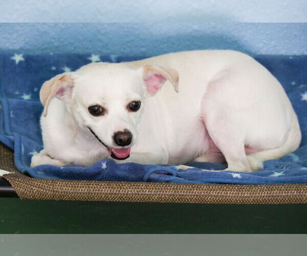 Medium Photo #3 Chihuahua-Unknown Mix Puppy For Sale in phoenix, AZ, USA