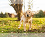 Small Photo #13 Golden Retriever Puppy For Sale in WARSAW, IN, USA
