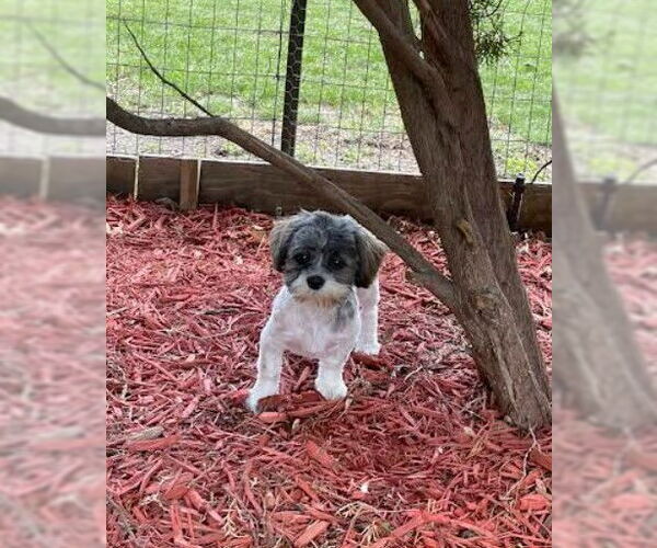 Medium Photo #3 Shih Tzu Puppy For Sale in St. Louis Park, MN, USA