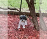 Small #2 Shih Tzu