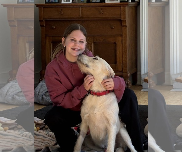 Medium Photo #4 Golden Retriever-Unknown Mix Puppy For Sale in Arlington, VA, USA