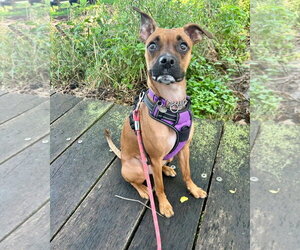 Nelly - Female Boxer-Unknown Mix Dog for Adoption - Photo #3