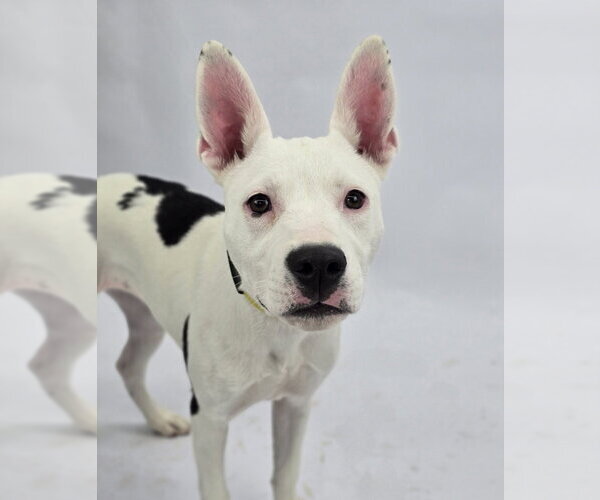 Medium Photo #5 American Pit Bull Terrier-Unknown Mix Puppy For Sale in Lakewood, CO, USA