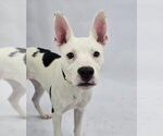 Small #4 American Pit Bull Terrier Mix