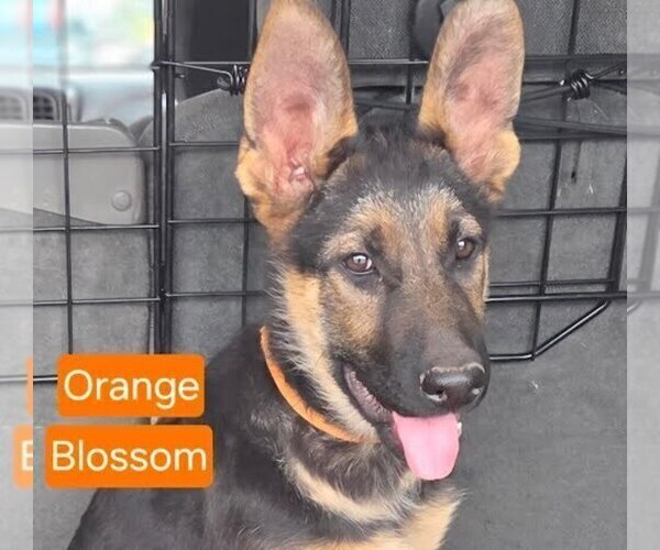 Medium Photo #13 German Shepherd Dog Puppy For Sale in CLEARWATER, FL, USA