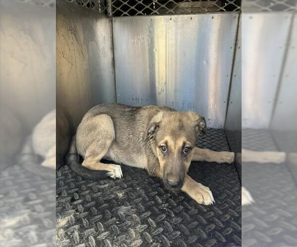 Medium Photo #1 German Shepherd Dog Puppy For Sale in HESPERIA, CA, USA