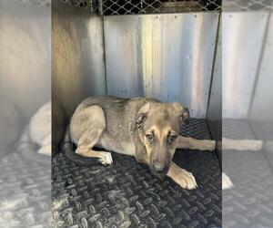 German Shepherd Dog Dogs for adoption in HESPERIA, CA, USA