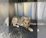 A128172 - Female German Shepherd Dog Dog for Adoption - Small photo