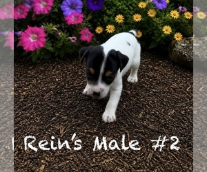 Medium Jack Russell Terrier