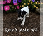 Puppy Male 2 Jack Russell Terrier