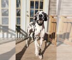 Small Photo #7 Great Dane Puppy For Sale in Bullard, TX, USA