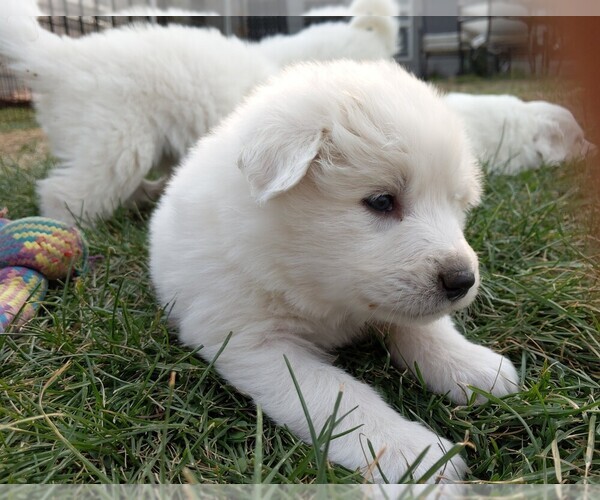 Medium Photo #109 Great Pyrenees Puppy For Sale in FALCON, CO, USA