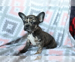 Small Photo #2 Faux Frenchbo Bulldog Puppy For Sale in SHILOH, OH, USA