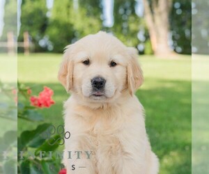 Golden Retriever Puppy for sale in NEWPORT, PA, USA