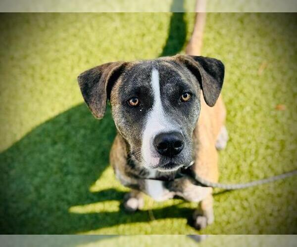 Medium Photo #2 Plott Hound-Unknown Mix Puppy For Sale in Orlando, FL, USA