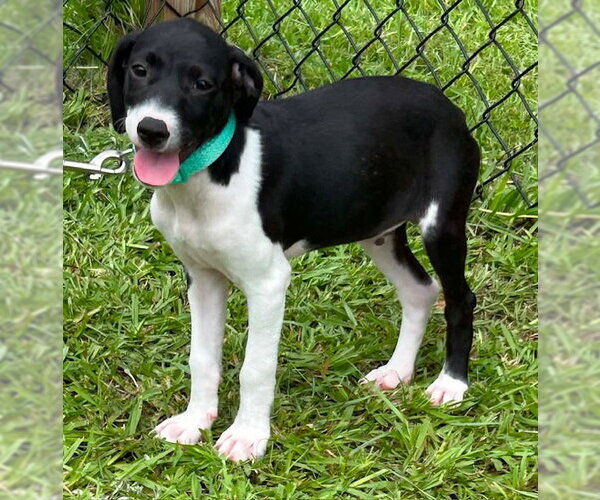 Medium Photo #2 Mutt Puppy For Sale in Tarrytown, GA, USA