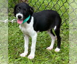 Small #1 Mutt