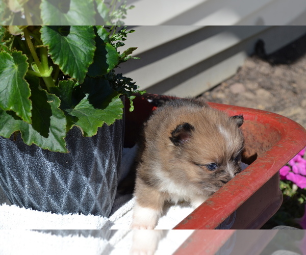 Medium Photo #15 Pomeranian Puppy For Sale in GREENWOOD, WI, USA