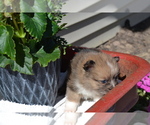 Small #1 Pomeranian