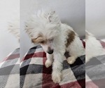 Small #8 Chinese Crested