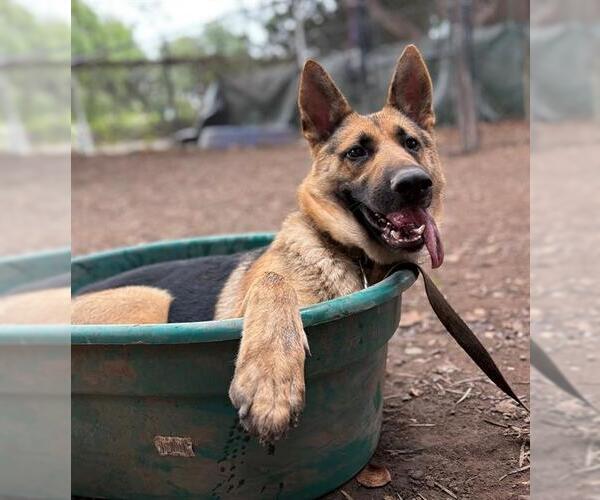 Medium Photo #3 German Shepherd Dog Puppy For Sale in Santa Barbara, CA, USA