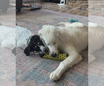 Small #8 Great Pyrenees Mix