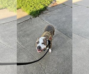 Bullboxer Pit Dogs for adoption in Belleuve, NE, USA
