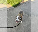 Small Bullboxer Pit