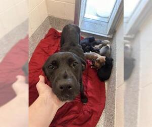 Labrador Retriever Dogs for adoption in Houston, TX, USA