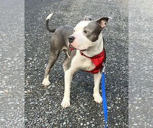 Mutt Dogs for adoption in Rockville, MD, USA