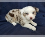 Puppy 0 Miniature Australian Shepherd