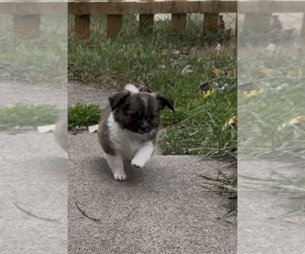 Medium Photo #4 Chihuahua Puppy For Sale in ELIZABETHTOWN, PA, USA