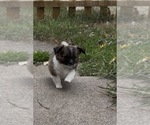Small #3 Chihuahua